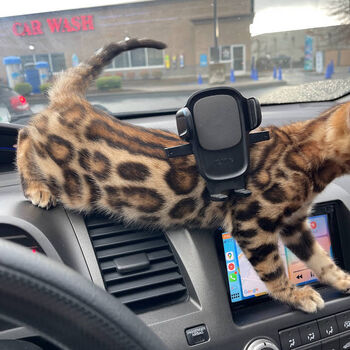 Bengal Kittens looking for a home
