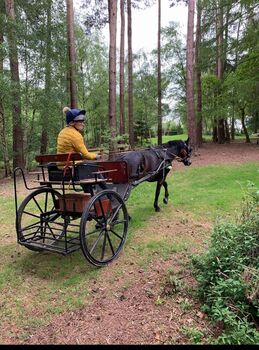 Bennington buccaneer carriage Bennington  Buccaneer 