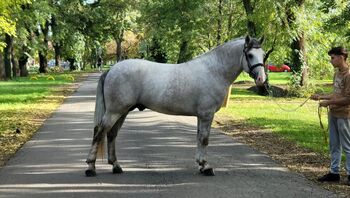 Geritten und Gefahren, Annette , Horses For Sale, St.pölten 