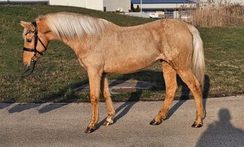 Geritten und Gefahren, Annette , Horses For Sale, St.pölten 