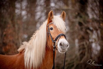 Bergfee - Haflinger Stute, 8 Jahre, Fuchs mit hellem Langhaar