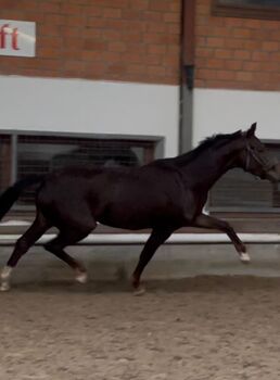 Bernstein (Bonds)×Totilas×Don Schufro 3jährige Stute