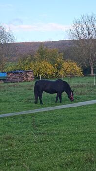 Besondere Pony Oma❤️für besondere Menschen, Franziska Dascher , Pferd kaufen, Sankt Katharinen