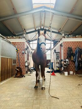 Besonderer Paint Horse Wallach für Sport und Freizeit