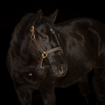 Ein besonderer Wallach sucht seinen Herzensplatz, Isabella, Pferd kaufen, Wien