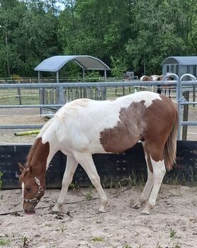 Best Spook Sohn in toller Farbe, Kerstin Rehbehn (Pferdemarketing Ost), Horses For Sale, Nienburg