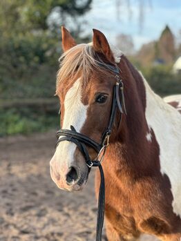 Liebes Pony/Kinderpony abzugeben, Marcel S , Horses For Sale, Mettmann 