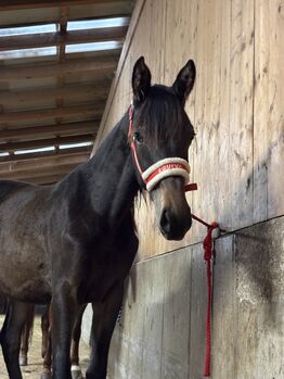 Liebe Trakehner Stute, Magdalena , Horses For Sale, Litzldorf
