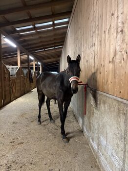 Liebe Trakehner Stute