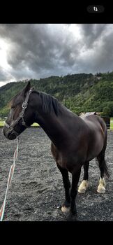 Lieber Freizeitwallach, Caro, Horses For Sale, Leoben