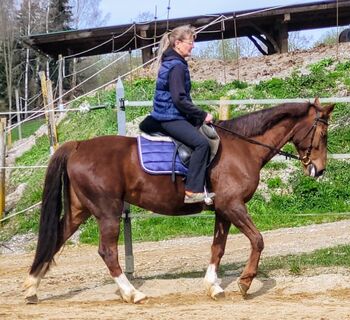 Verlasspferd mit Top Character, 11 Jahre, 157cm, Barbara Demmel , Horses For Sale, Hebertsfelden