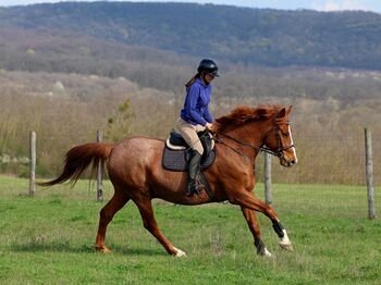 Verlässlicher Kisbéri-Wallach - ideales Hobbypferd für Freizeit & Gelände