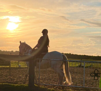 Zuverlässige Pflege-/Reitbeteiligung (PsM), Tierisch Coachen, Horse Sharing, Aurich
