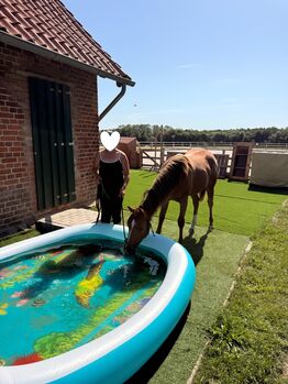 Bezaubernde AQHA Nachwuchsstute mit Reining-Pedigree