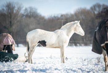 Bezaubernde Paint Horse  Stute 2023 APHA