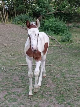 Bezaubernde Paint Horse  Stute 2025 APHA