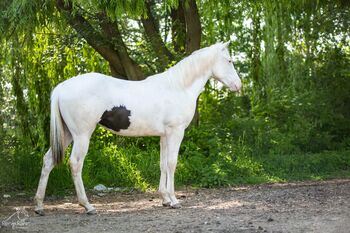 Bezaubernde Paint Horse  Stute, Rainer, Pferd kaufen, Wernigerode