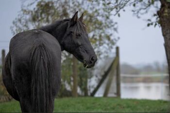 Bezaubernde Ungarische Stute sucht erfahrenen Herzensmenschen