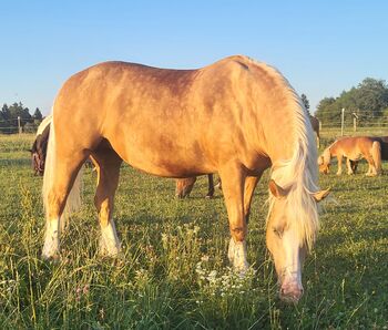 Bezaubernde Welsh Cob Stute, G. W., Pferd kaufen, Hartlmühl