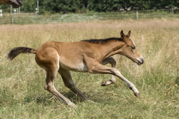 Bezauberndes Quarter Horse Stutfohlen, Kerstin Rehbehn (Pferdemarketing Ost), Horses For Sale, Nienburg