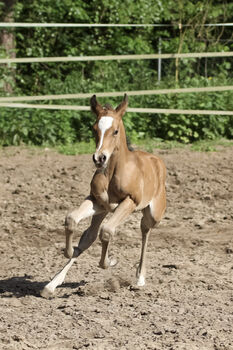 Bezauberndes Quarter Horse Stutfohlen