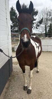 Bibi sucht Tina - junge Stute zu verkaufen