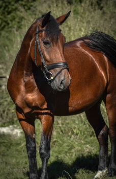 Big Berta – ca. 1,47 m große, vielseitige Stute sucht ihren passenden Menschen 🐴