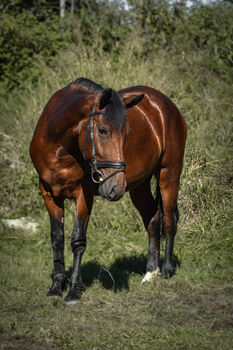 Big Berta – ca. 1,47 m große, vielseitige Stute sucht ihren passenden Menschen 🐴, Reitstall Altenfelden (Reitstall Altenfelden), Konie na sprzedaż, Altenfelden