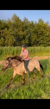 Grote Knappe c pony ruin