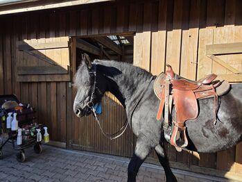 Big Horn Westernsattel, Big Horn , Jenny Scheffel , Western Saddle, Hitzacker 