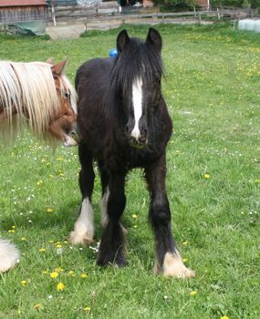 großer Irish Cob Jährling Smoky Black, Tina, Horses For Sale, Calden
