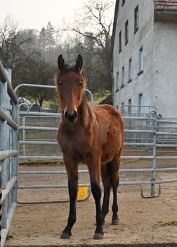 Grosse PRE Jährling Stute sehr gute GGA, Manuela KUBNY , Horses For Sale, Küßnach 