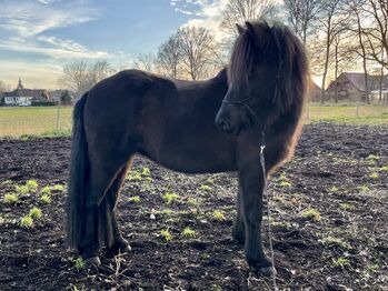 Große hübsche Islandstute Rappe Islandpferd, S., Horses For Sale, Neustadt am Rübenberge