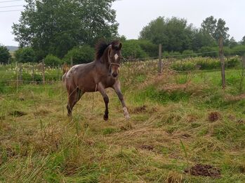 Fast 3 jähriger Junghengst / Wallach ApHC, A. Gößler, Horses For Sale, Morbach