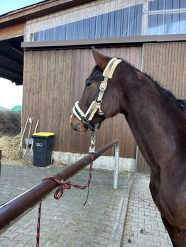 Knapp 3 jährige Stute zu verkaufen, Isi, Horses For Sale, Schwieberdingen