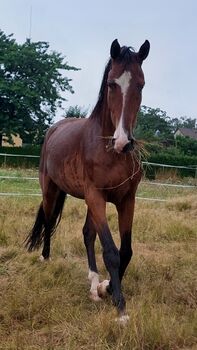 Besonderer Wallach, Tina, Horses For Sale, Döbeln