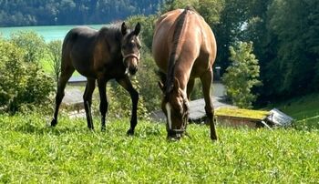 Bildhübsche bedingt reitbare Zuchtstute