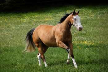 Bildhübsche Buckskin Quarter Horse Stute mit toller-Reining-Abstammung, Kerstin Rehbehn (Pferdemarketing Ost), Horses For Sale, Nienburg