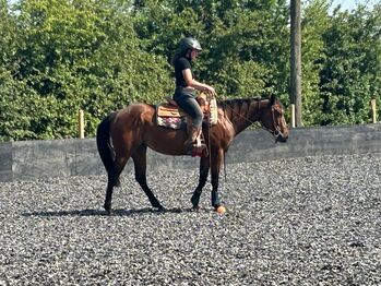 Bildhübsche, feine Quarter Horse Stute