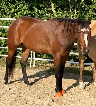Bildhübsche, feine Quarter Horse Stute, Kerstin Rehbehn (Pferdemarketing Ost), Pferd kaufen, Nienburg