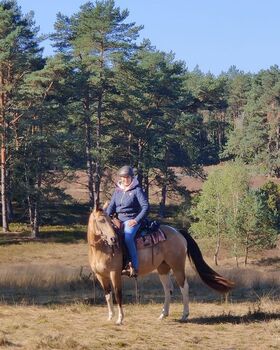 Bildhübsche, kräftige Paint Horse Stute in toller Farbe