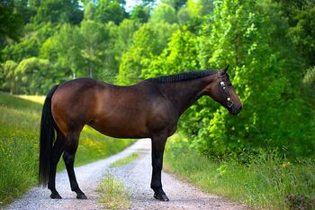 bildhübsche, liebe Quarter Horse Stute, Kerstin Rehbehn (Pferdemarketing Ost), Pferd kaufen, Nienburg