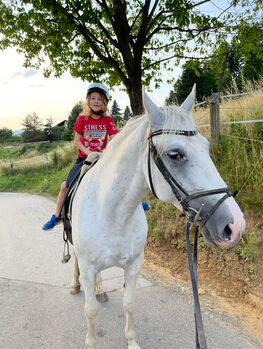 Bildhübsche Lipizzanerstute