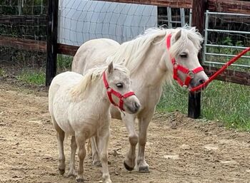 Bildhübsche Palomino Minishetty Stute m.P., Susanne Suer, Pferd kaufen, Datteln
