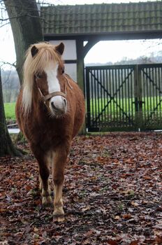 Bildhübsche Ponystute, Schräder, Pferd kaufen, Borgholzhausen 