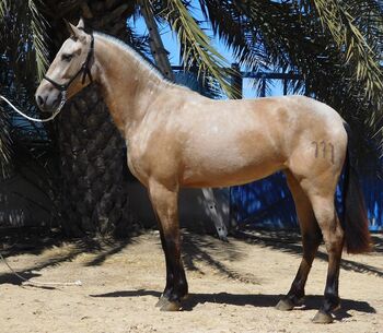 Bildhübsche PRE Falben Stute mit tollem Körperbau, Post-Your-Horse.com (Caballoria S.L.), Pferd kaufen, Rafelguaraf