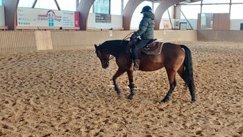 Bildhübsche Quarter Horse Stute mit Talent und Perspektive