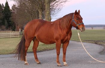 Bildhübsche Quarter Horse Stute vom alten Schlag, Kerstin Rehbehn (Pferdemarketing Ost), Pferd kaufen, Nienburg