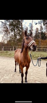 Bildhübsche stute, Leonie, Pferd kaufen, Pischelsdorf in der Steiermark