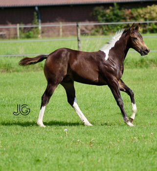 Bildhübscher, buckskin-tobiano Paint Horse Hengstjährling, Kerstin Rehbehn (Pferdemarketing Ost), Pferd kaufen, Nienburg